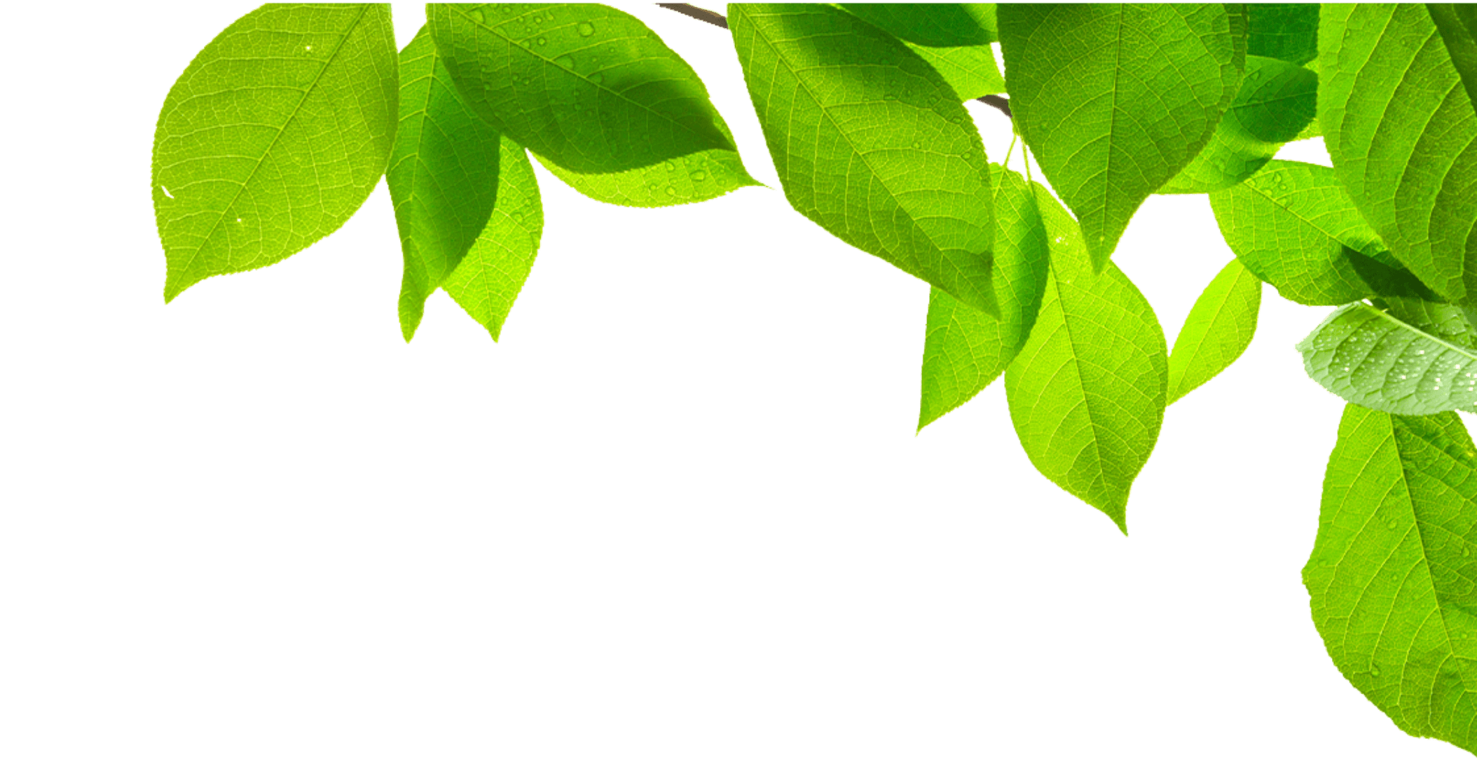 feuillage-vert-droite (1)