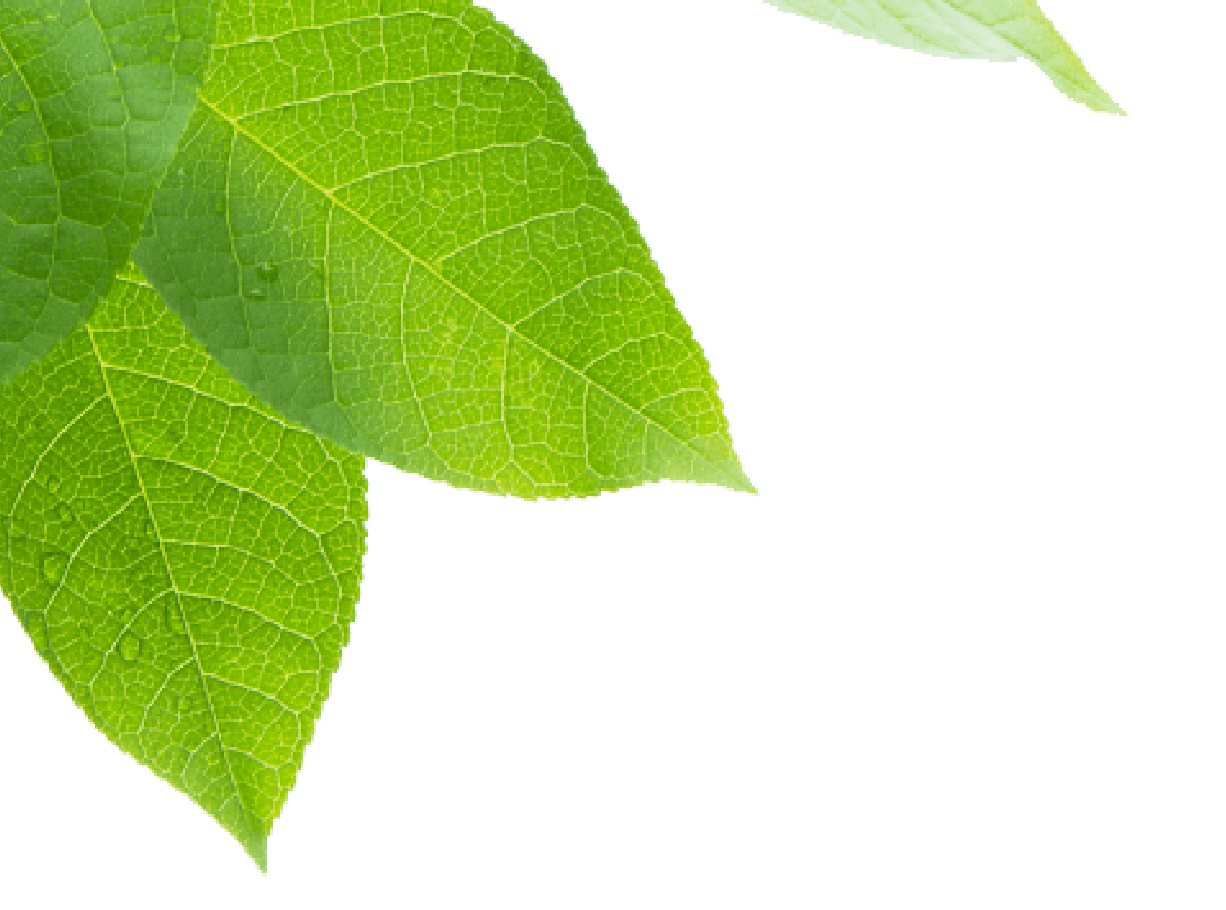 feuillage-vert-gauche (1)